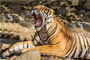 25  INDIJA I NACIONALNI PARK RANTHAMBHORE