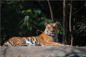25  INDIJA I NACIONALNI PARK RANTHAMBHORE