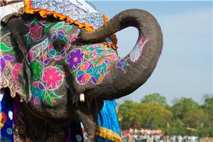 25  INDIJA I NACIONALNI PARK RANTHAMBHORE