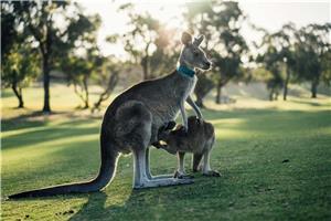 26 Australija