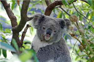 26 Australija